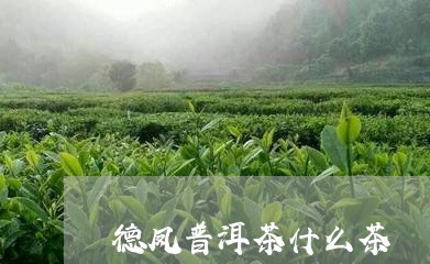 德凤普洱茶什么茶/2023031638181