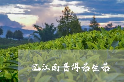 忆江南普洱茶生茶/2023031628372