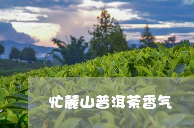 忙麓山普洱茶香气/2023040129281