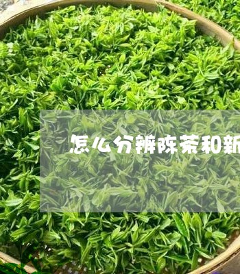 怎么分辨陈茶和新茶/2023041515038