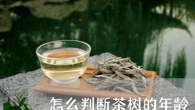 怎么判断茶树的年龄/2023041654059