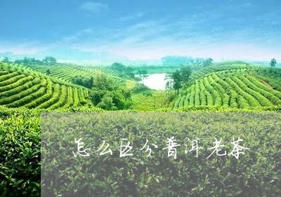 怎么区分普洱老茶/2023032988513