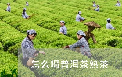 怎么喝普洱茶熟茶/2023031530302