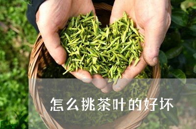 怎么挑茶叶的好坏/2023032696038