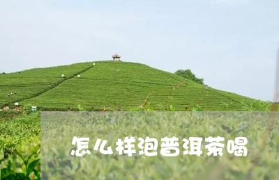 怎么样泡普洱茶喝/2023041334060