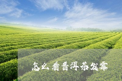 怎么看普洱茶发霉/2023031709603