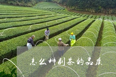 怎么辨别茶的品质/2023032439374