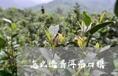 怎么选普洱茶口粮/2023041314948