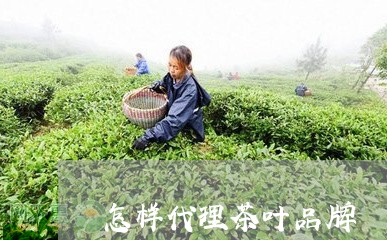 怎样代理茶叶品牌/2023032517359