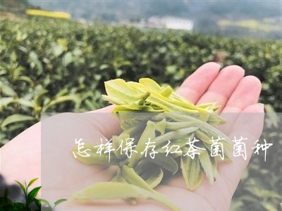 怎样保存红茶菌菌种/2023041576251