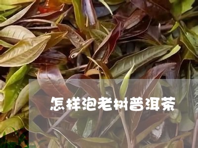 怎样泡老树普洱茶/2023040976360