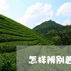 怎样辨别普洱茶芽/2023031860713