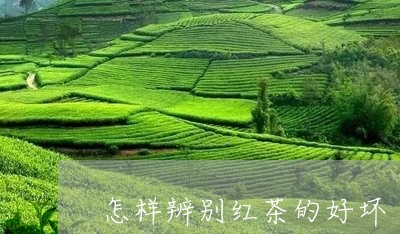 怎样辨别红茶的好坏/2023041707261