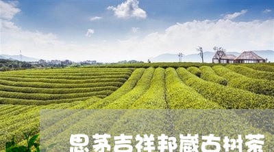 思茅吉祥邦崴古树茶/2023032105282