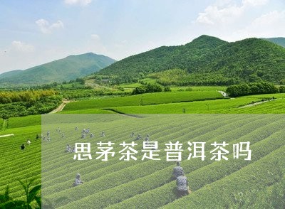 思茅茶是普洱茶吗/2023041103351