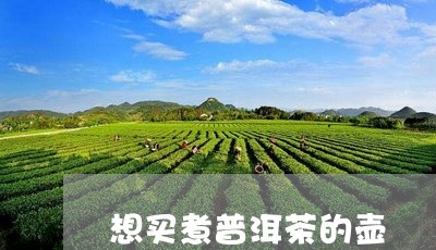 想买煮普洱茶的壶/2023040132835