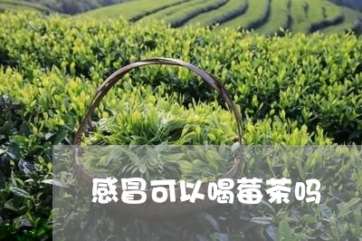 感冒可以喝莓茶吗/2023032275816