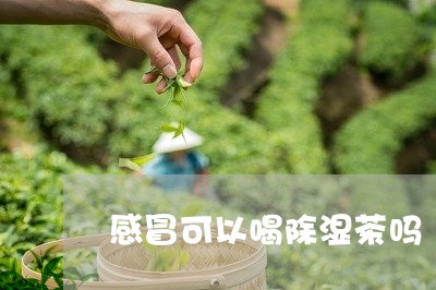 感冒可以喝除湿茶吗/2023041497380