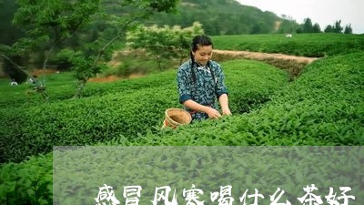 感冒风寒喝什么茶好/2023031995157