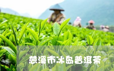 慈溪市冰岛普洱茶/2023041237058