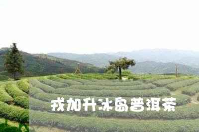 戎加升冰岛普洱茶/2023031727472