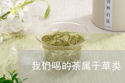 我们喝的茶属于草类/2023031857160