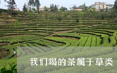 我们喝的茶属于草类/2023041470726