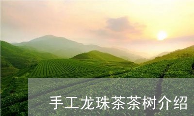 手工龙珠茶茶树介绍/2023032036481