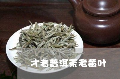 才者普洱茶老黄叶/2023040140485