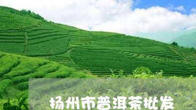 扬州市普洱茶批发/2023031688595