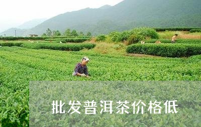 批发普洱茶价格低/2023041062726