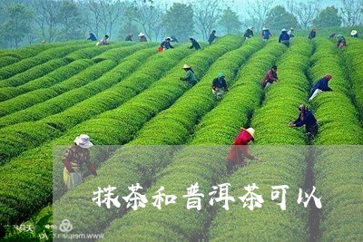 抹茶和普洱茶可以/2023031678272