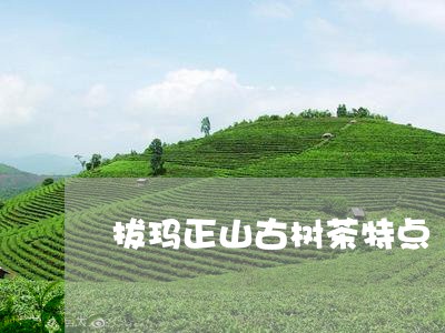 拔玛正山古树茶特点/2023032245261