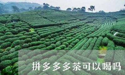 拼多多多茶可以喝吗/2023041473736