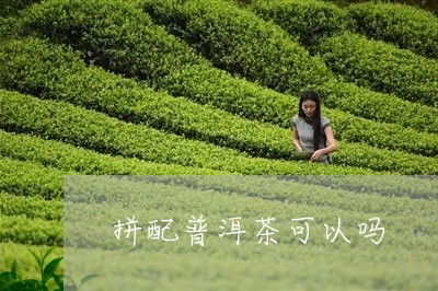 拼配普洱茶可以吗/2023033179473