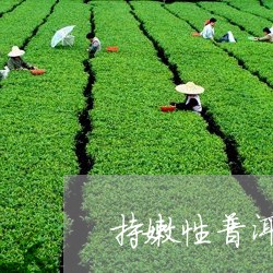 持嫩性普洱茶意思/2023040199506