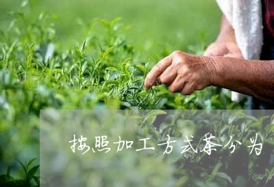 按照加工方式茶分为/2023041728492