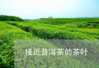 接近普洱茶的茶叶/2023031614816