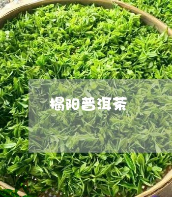 揭阳普洱茶/2023031883948