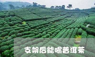 支架后能喝普洱茶/2023041204846