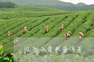 攸乐山普米普洱茶/2023041091483