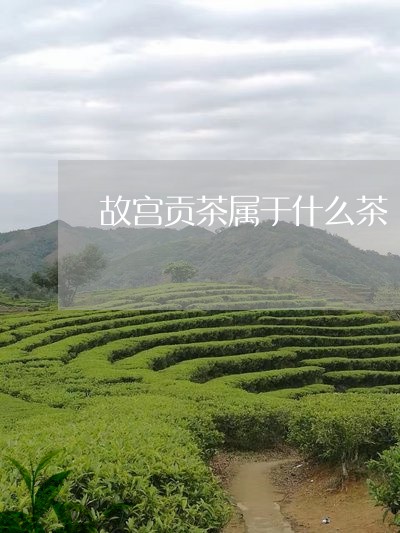 故宫贡茶属于什么茶/2023031959394