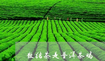 散结茶是普洱茶吗/2023041180714