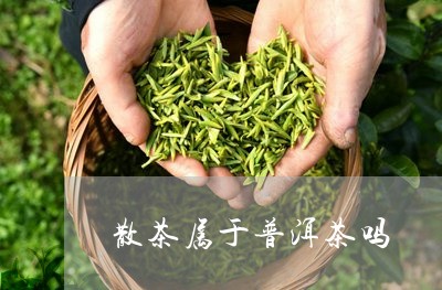 散茶属于普洱茶吗/2023041110260