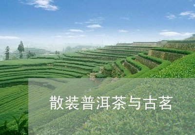 散装普洱茶与古茗/2023033071602