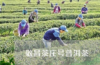 敬昌茶庄号普洱茶/2023041206148