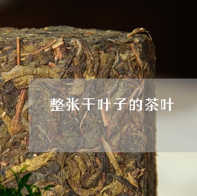 整张干叶子的茶叶/2023032717450