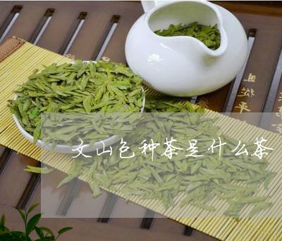 文山包种茶是什么茶/2023041543606