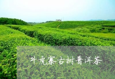 斗虎寨古树普洱茶/2023033062806