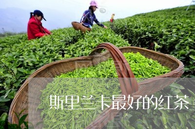 斯里兰卡最好的红茶/2023041547373